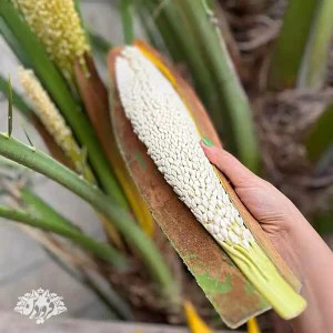 گردنخل/گردلقاح